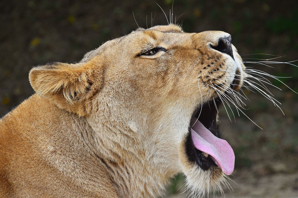 Close up side portrait of lioness yawning